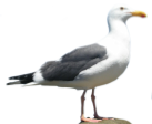 Seagull